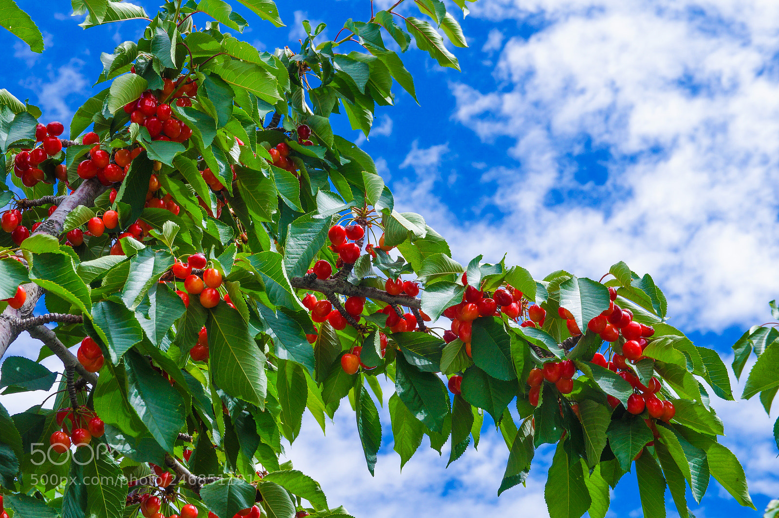 Sony Alpha a3000 sample photo. Beauty of nature photography