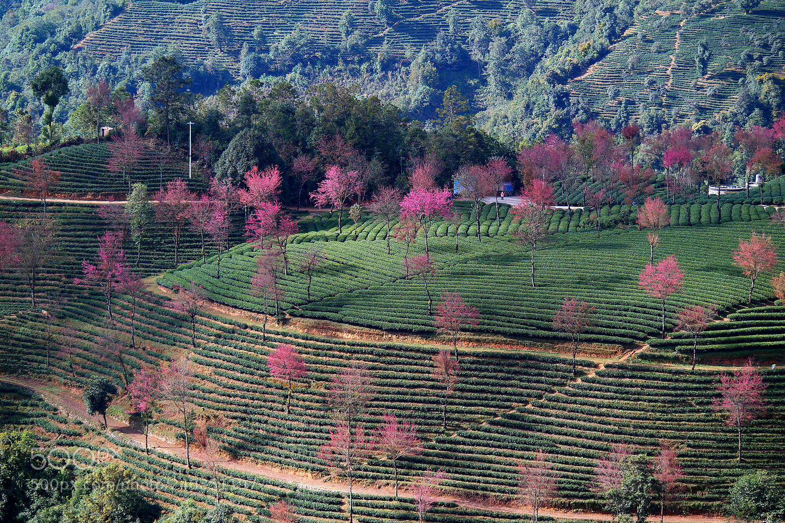 Samsung NX2000 sample photo. Prunus cerasoides d.don. photography
