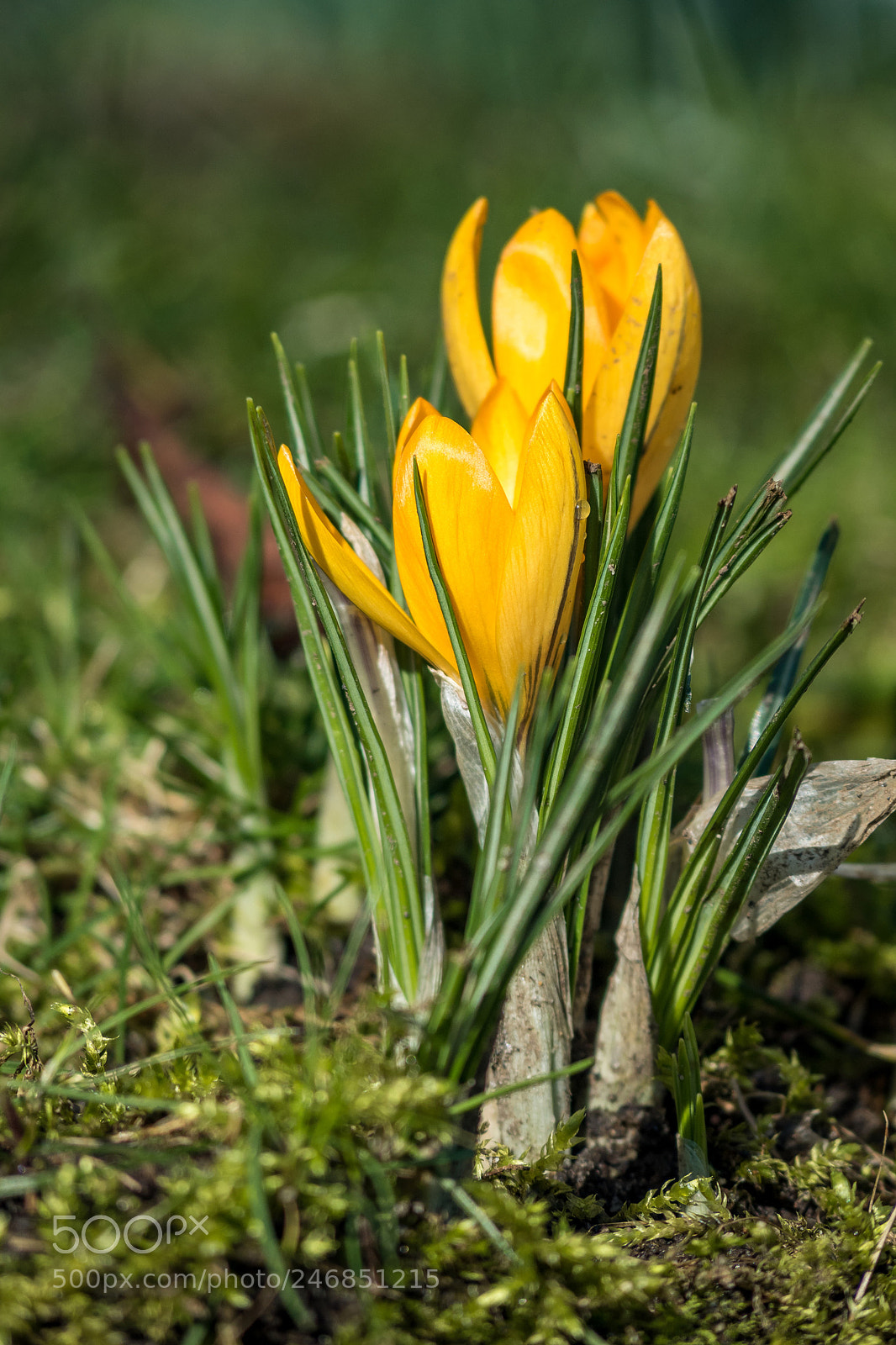 Olympus OM-D E-M5 II sample photo. Yellow crocus photography