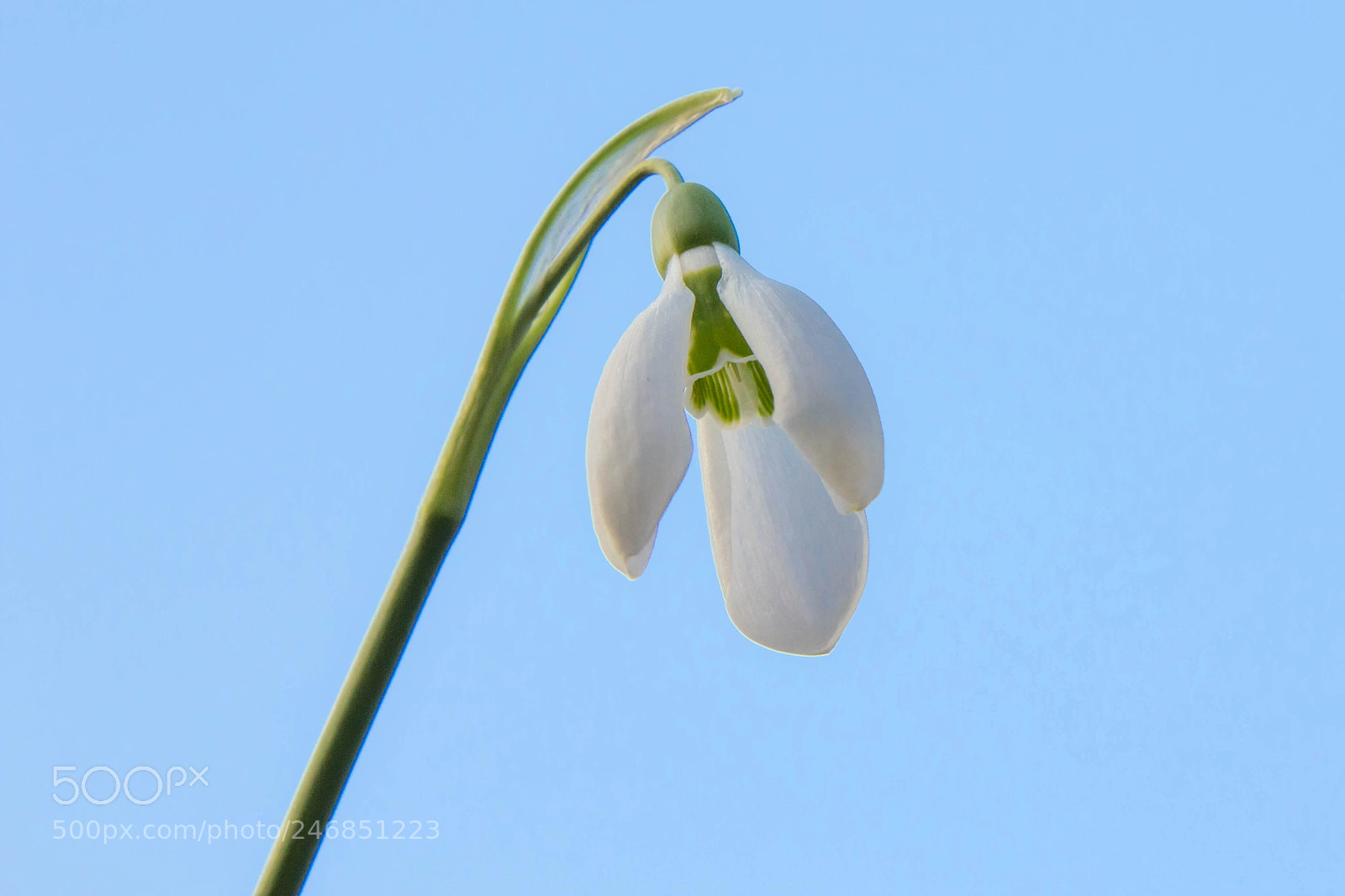 Canon EOS 60D sample photo. Snow drop photography