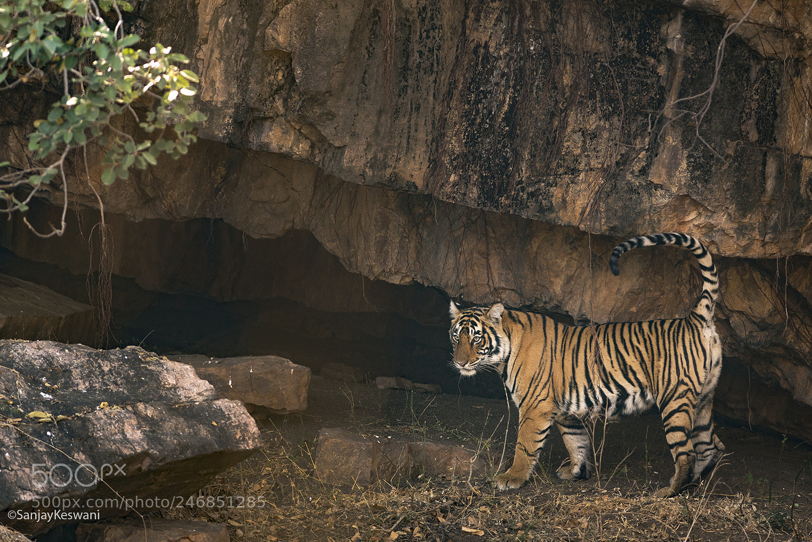 Nikon D500 sample photo. Tiger den photography