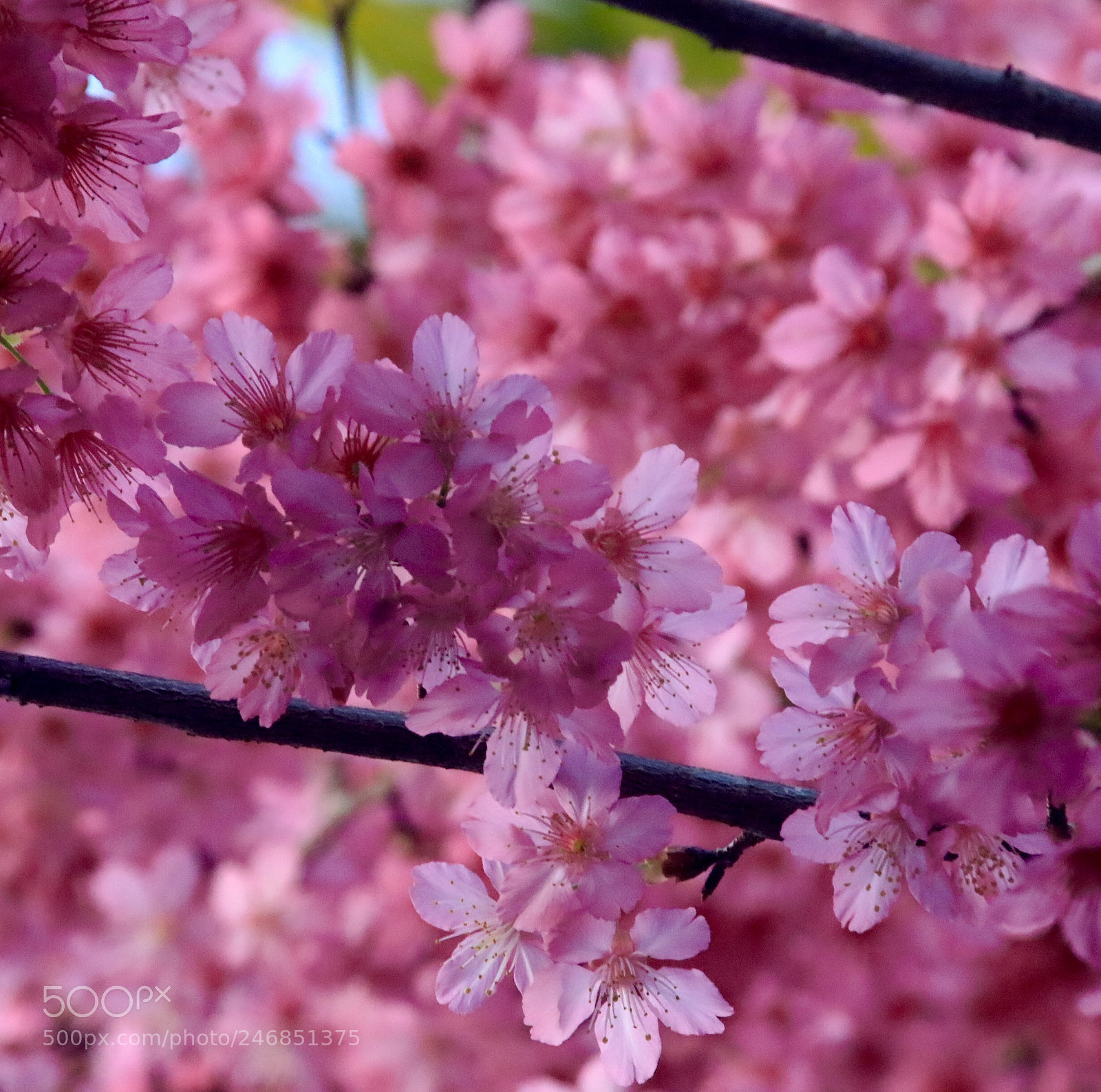 Canon EOS 7D Mark II sample photo. Pink photography