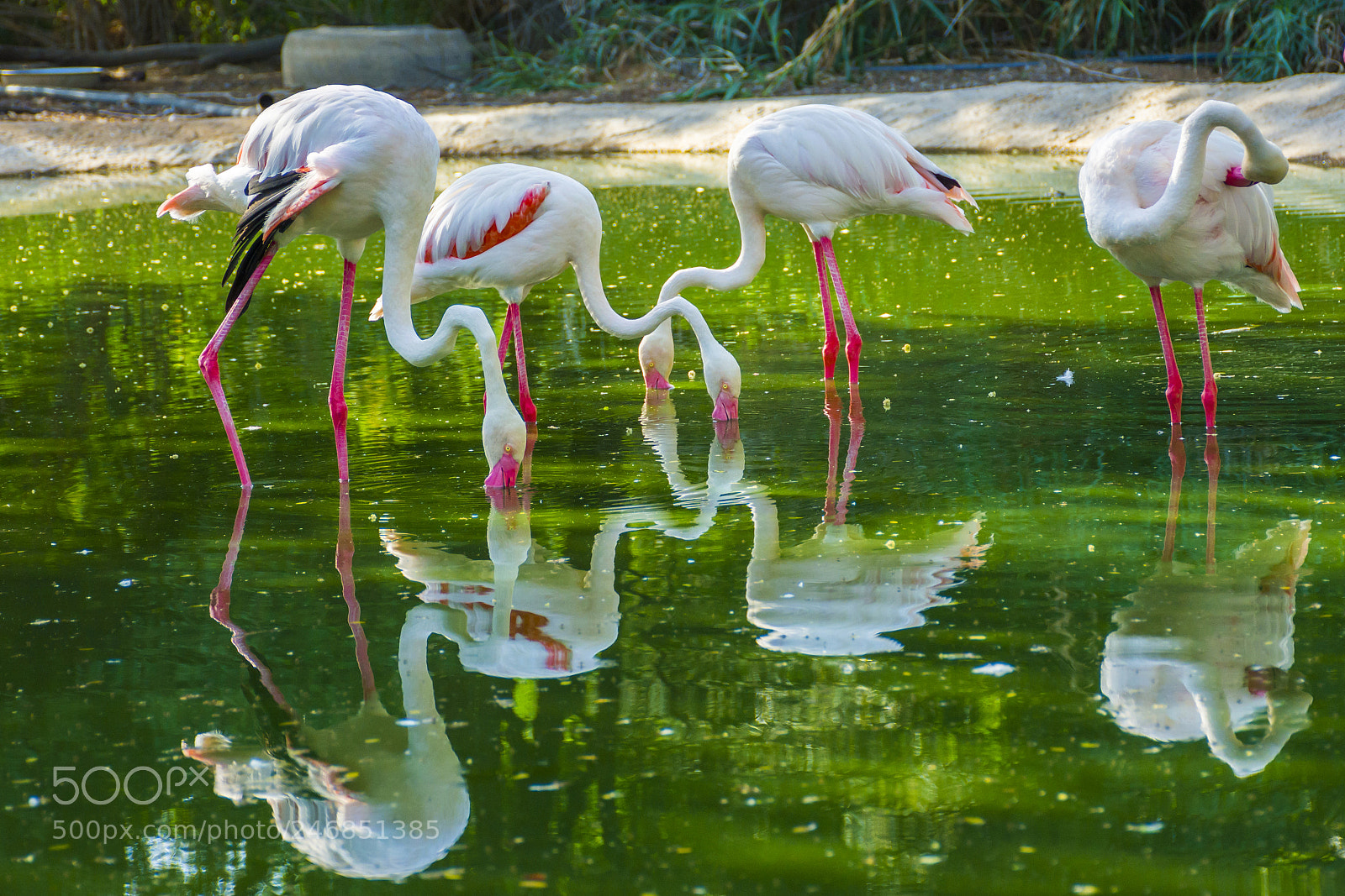 Nikon D7100 sample photo. Greater flamingo photography