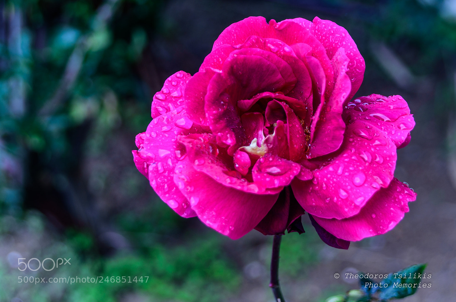 Nikon D7200 sample photo. Wet ? photography