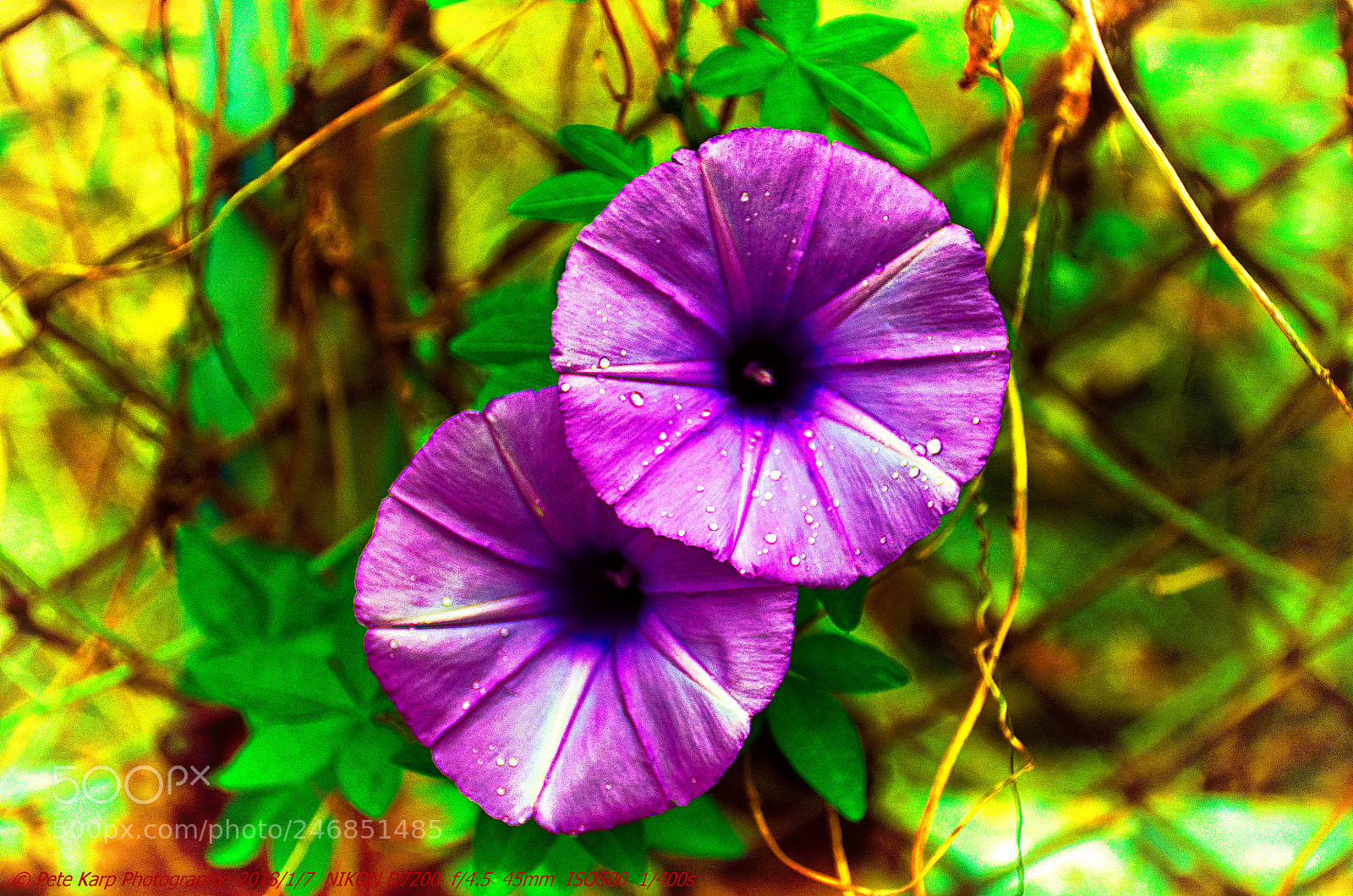 Nikon D7200 sample photo. Morning glory in chiang photography