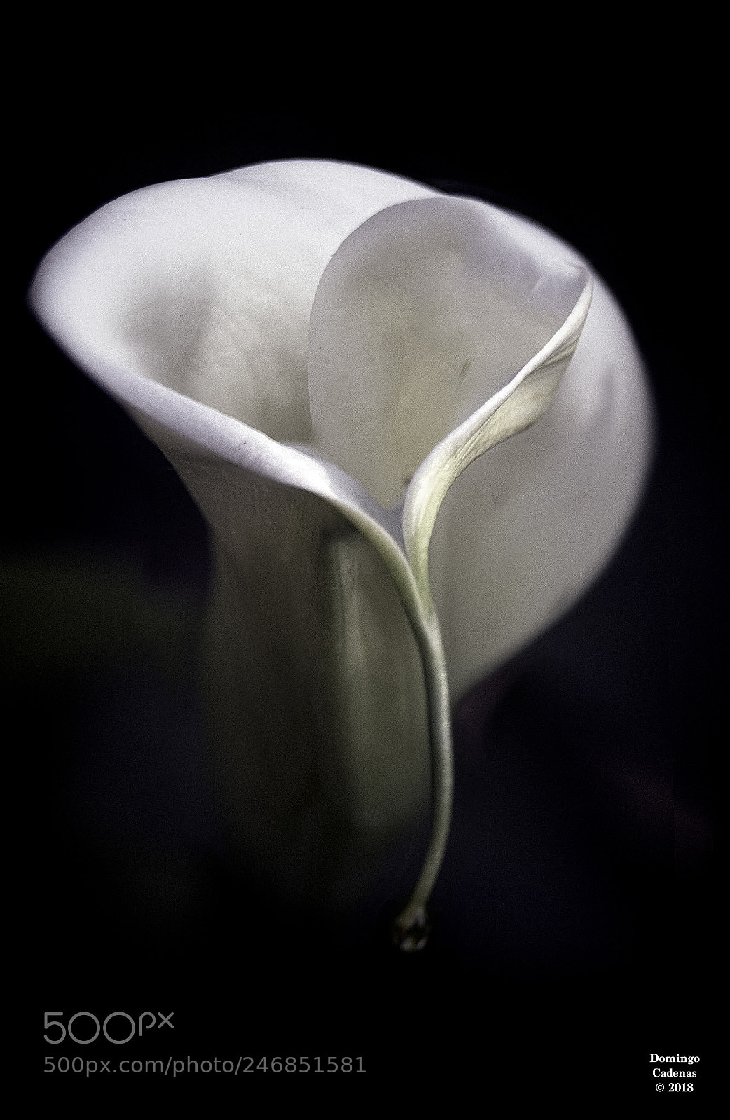 Olympus OM-D E-M10 II sample photo. Cala photography