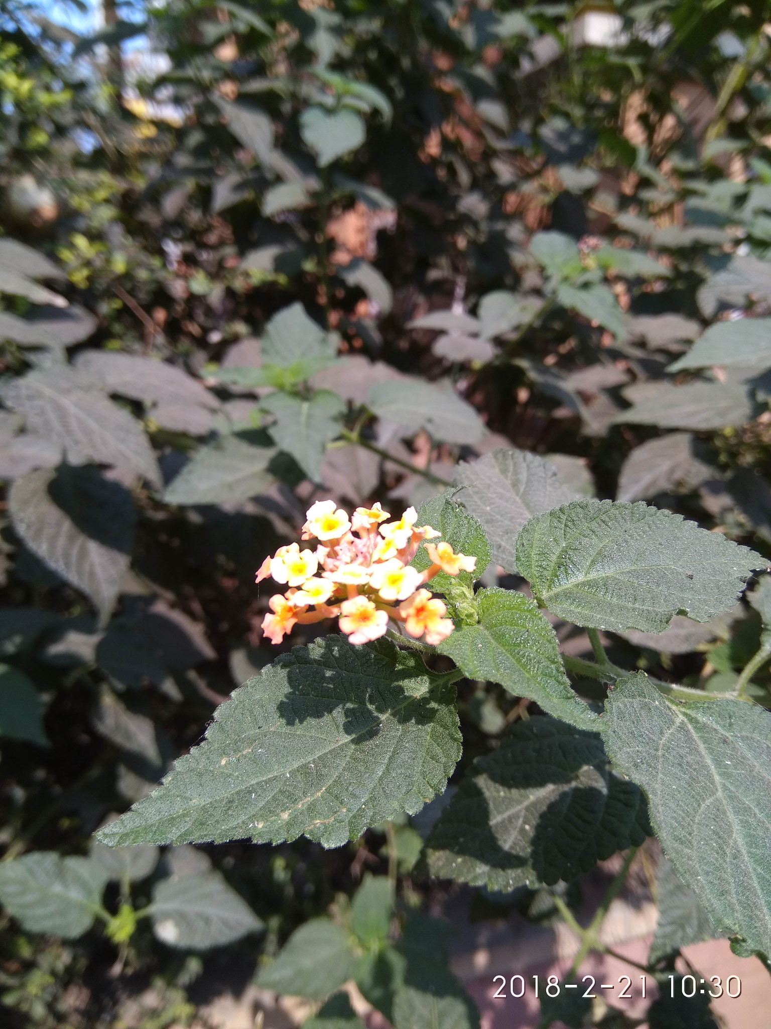 Xiaomi MI MAX sample photo