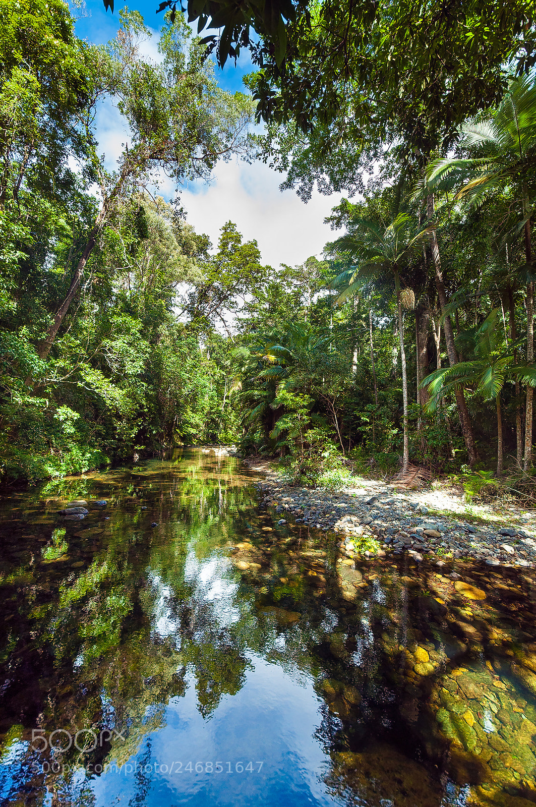 Nikon D5000 sample photo. Australian rainforest vegetation photography