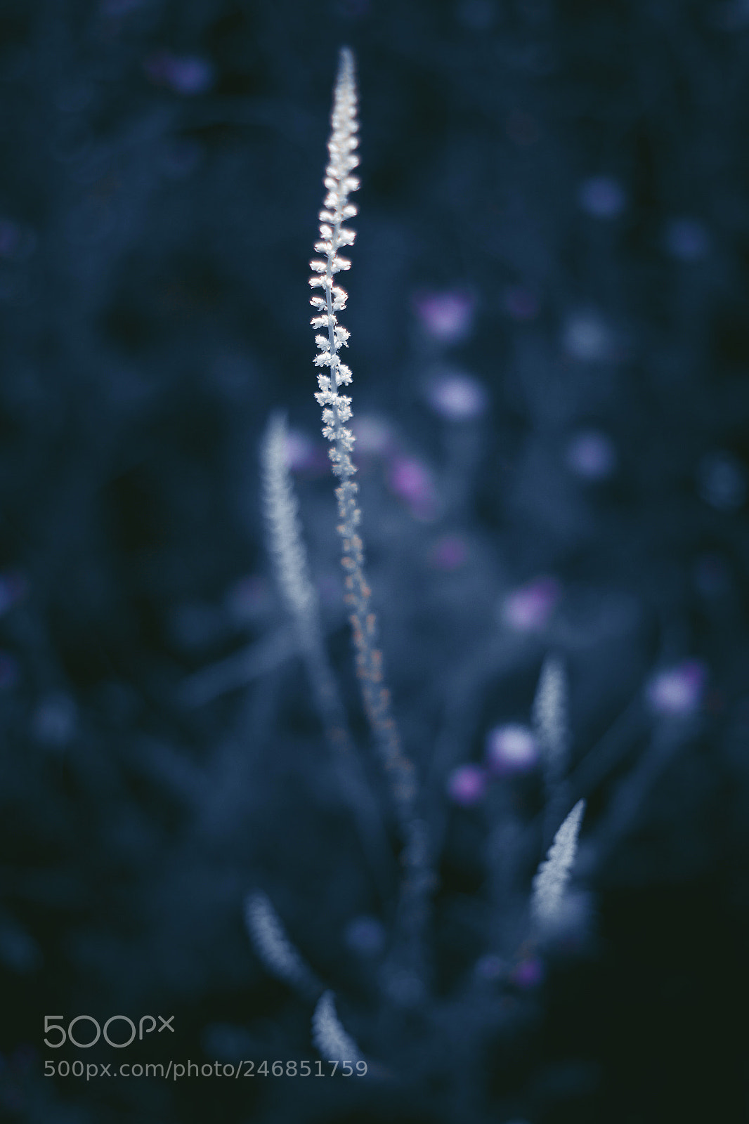 Canon EOS 50D sample photo. En las profundidades photography