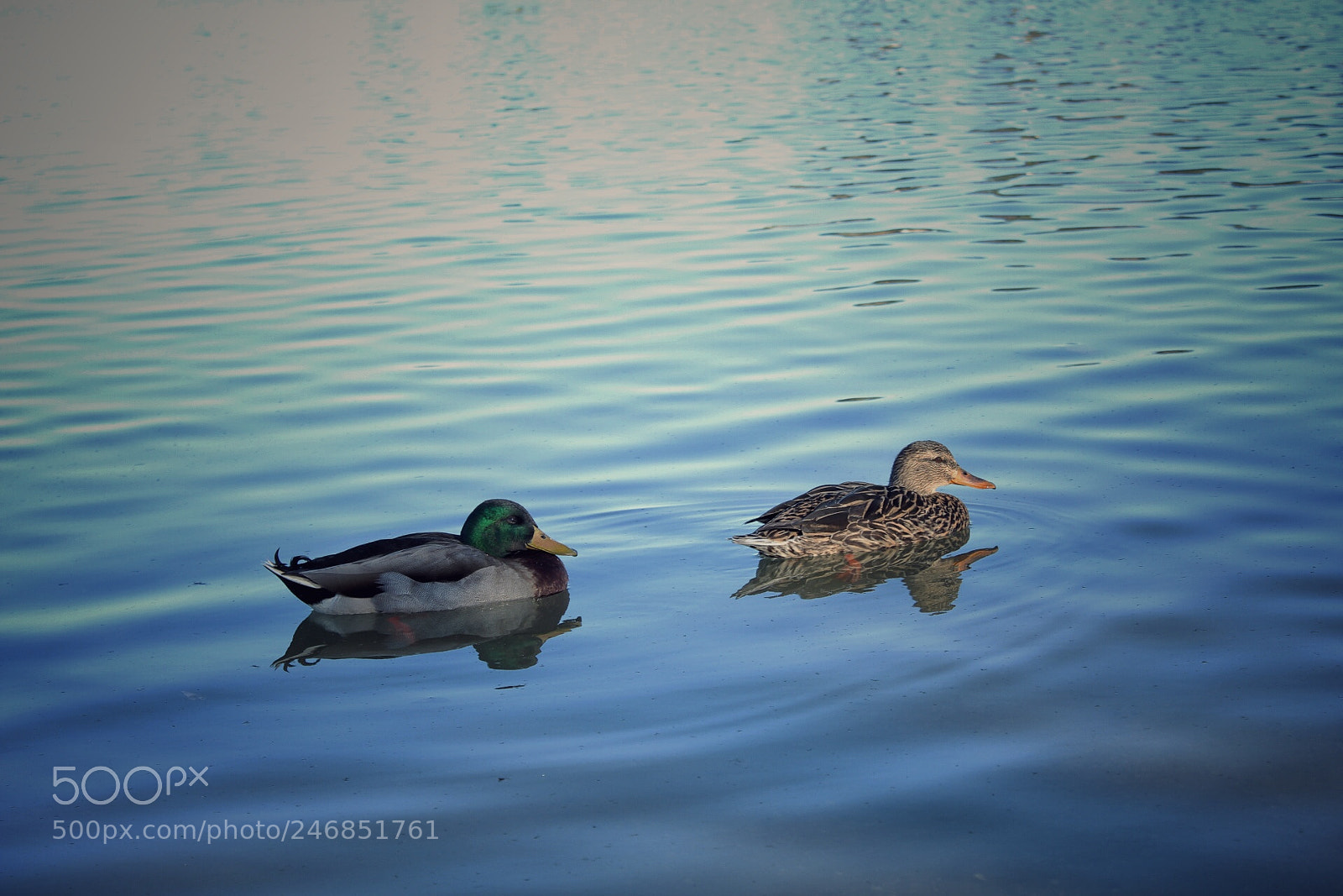 Canon EOS 1300D (EOS Rebel T6 / EOS Kiss X80) sample photo. No edit! two ducks! photography