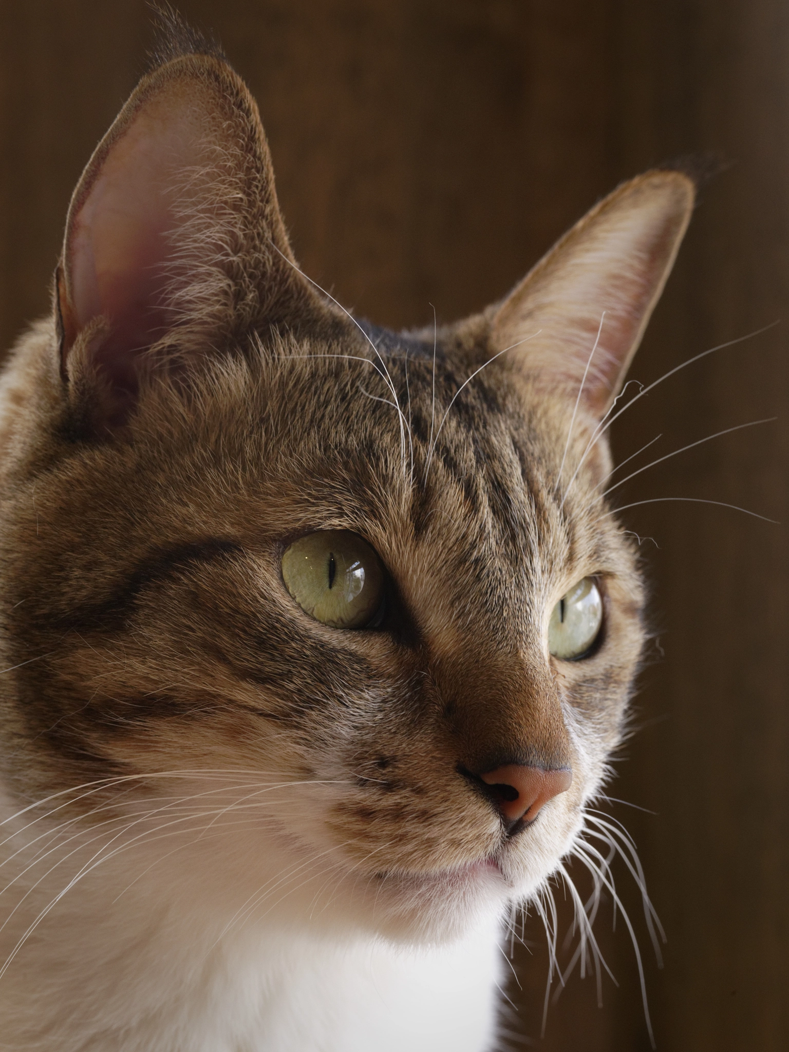 Pentax 645Z + smc PENTAX-FA 645 Macro 120mm F4 sample photo. Musashi photography