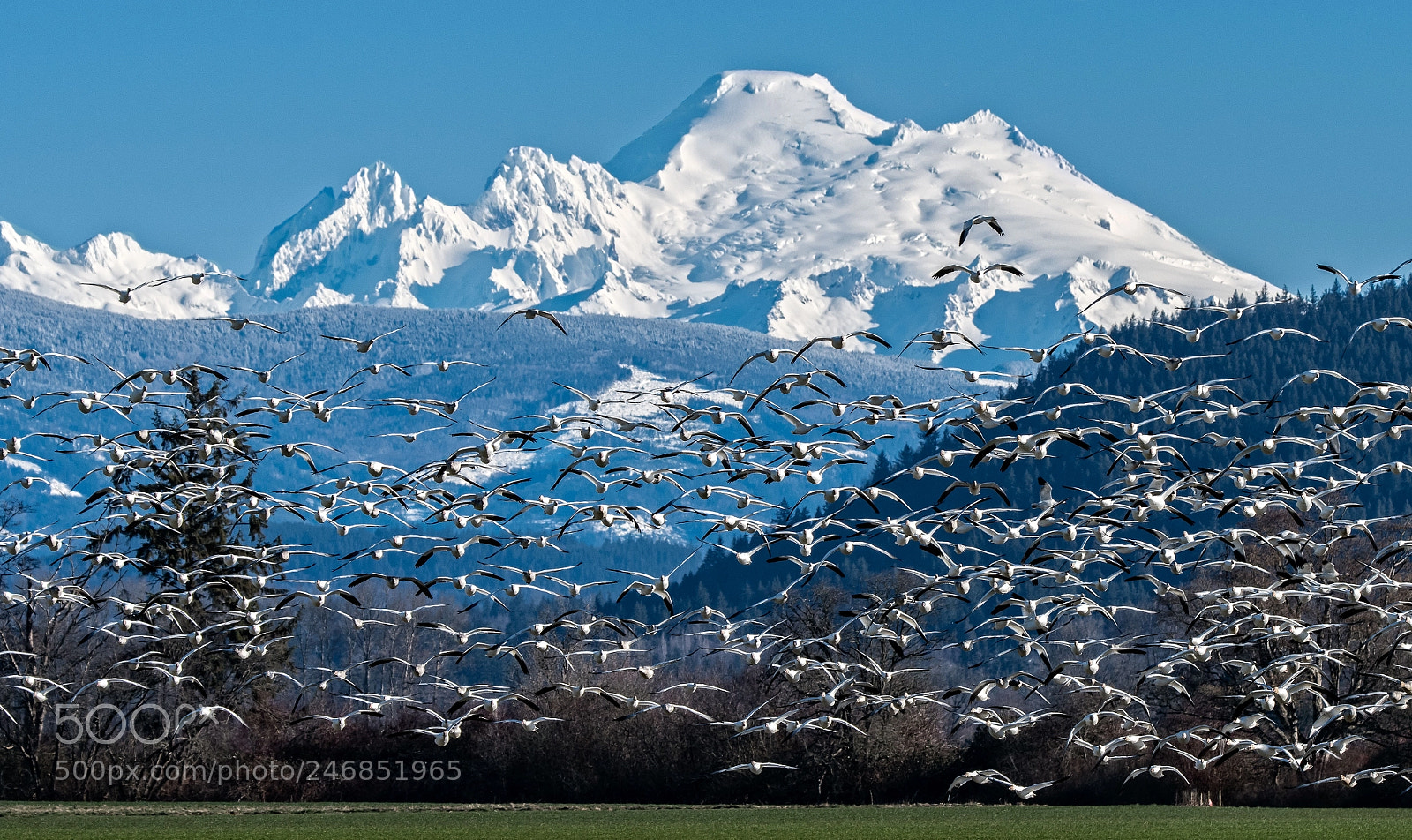 Nikon D500 sample photo. Snow geese take off photography
