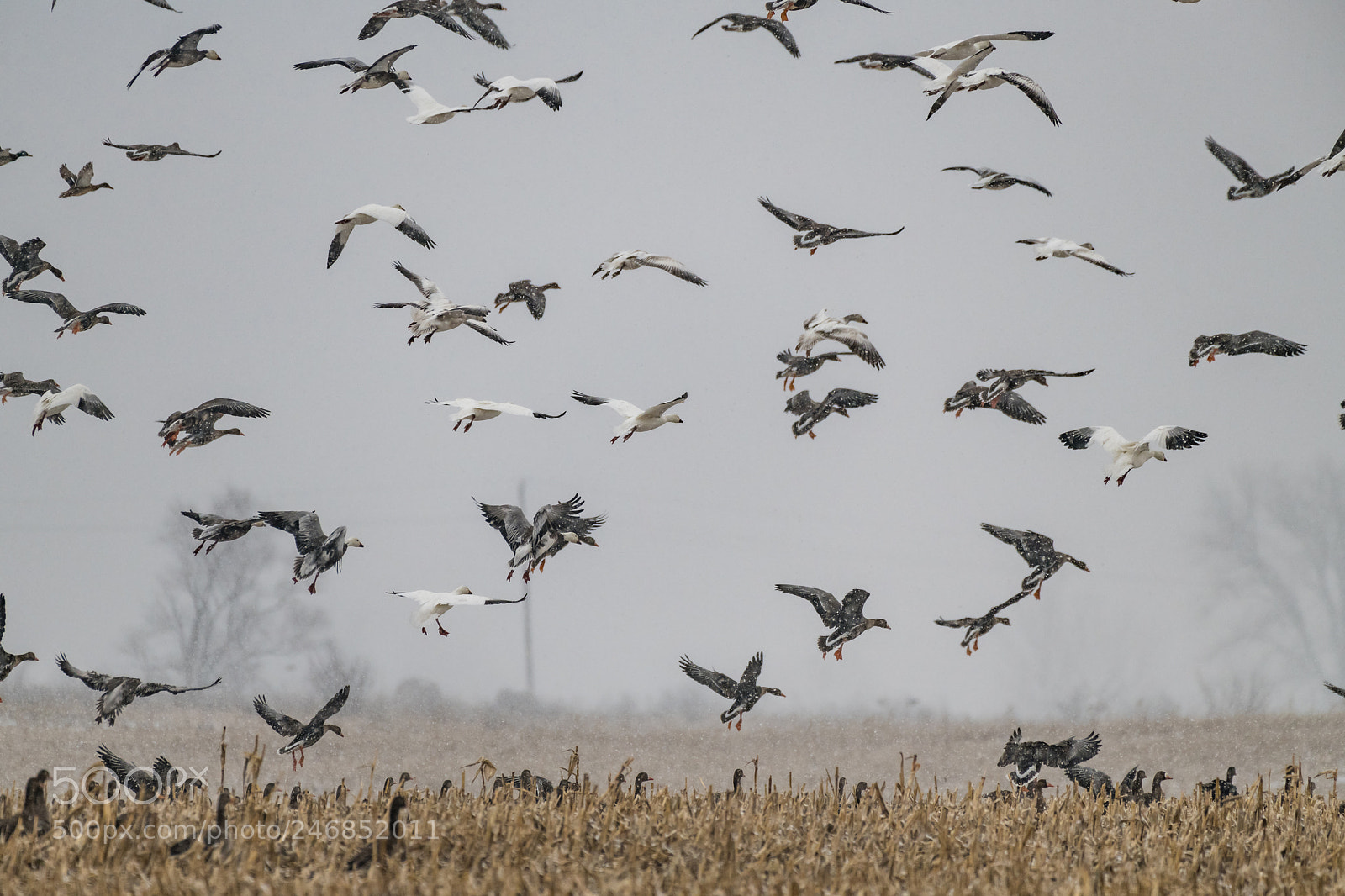Nikon D850 sample photo. Flying with snow flakes photography