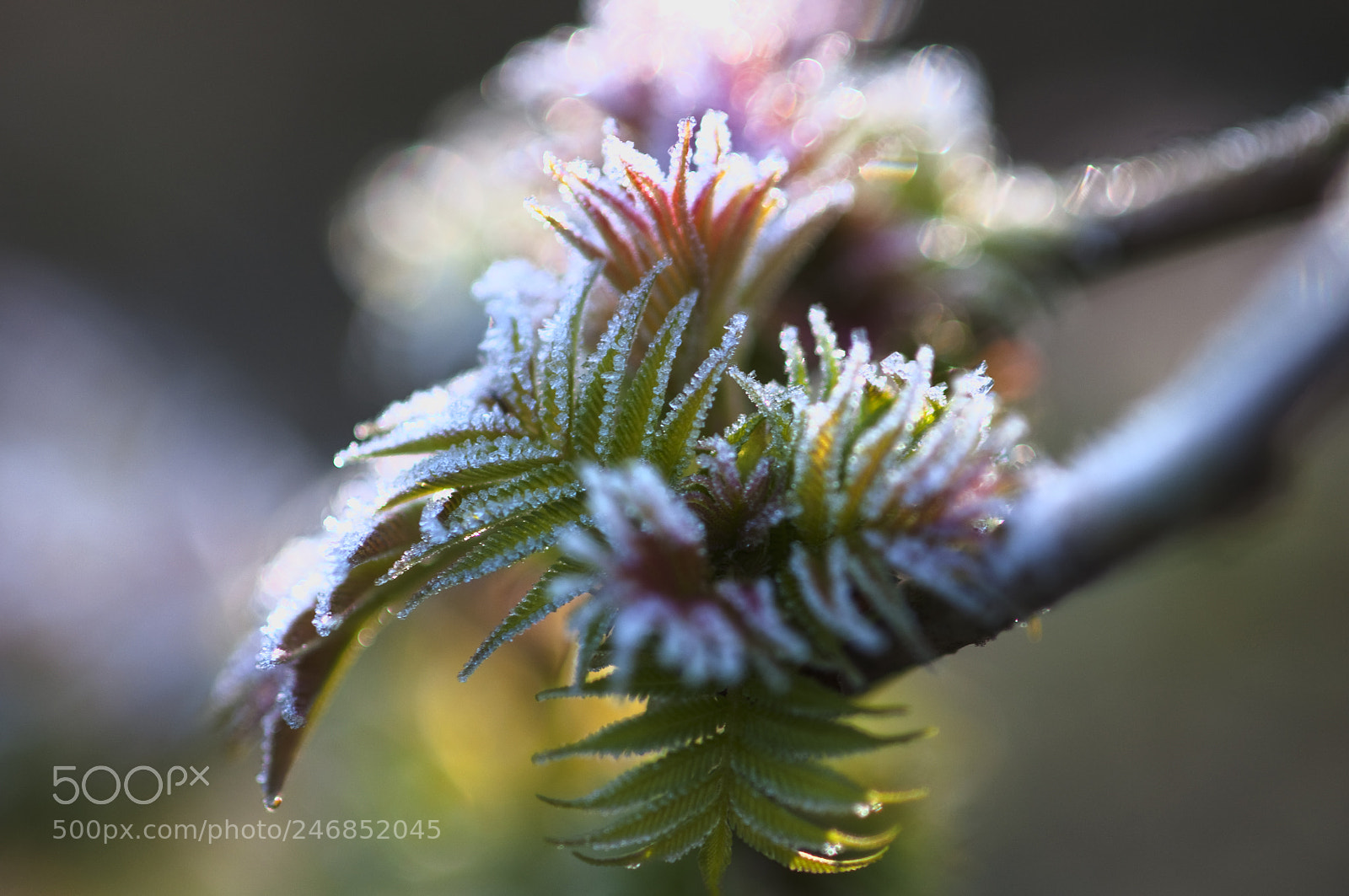 Nikon D300 sample photo. Frozen photography
