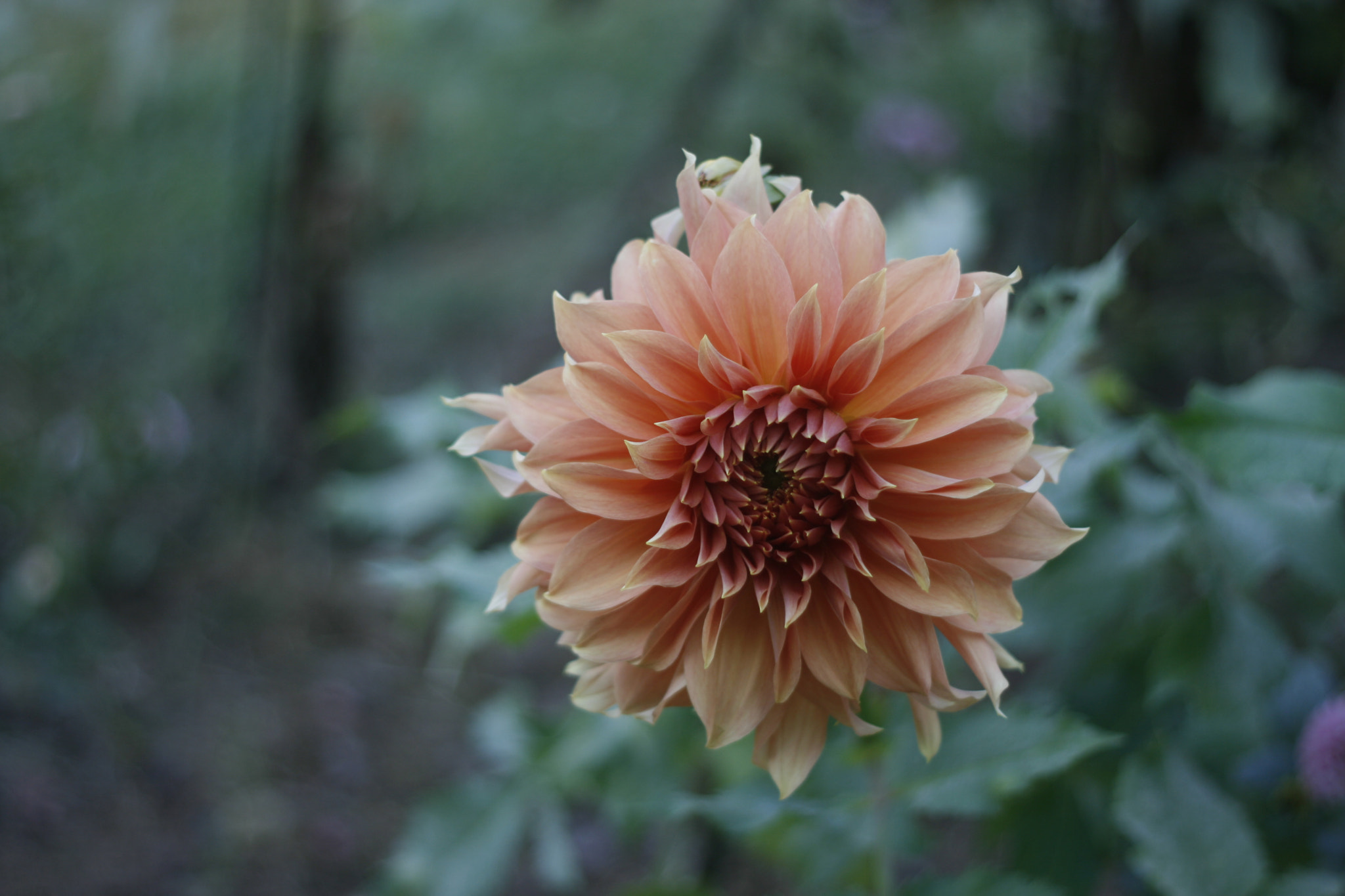 Canon EOS 400D (EOS Digital Rebel XTi / EOS Kiss Digital X) sample photo. A flower in jade garden photography