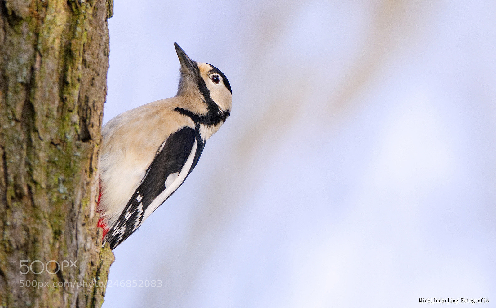 Nikon D7200 sample photo. Buntspecht (dendrocopos major) photography
