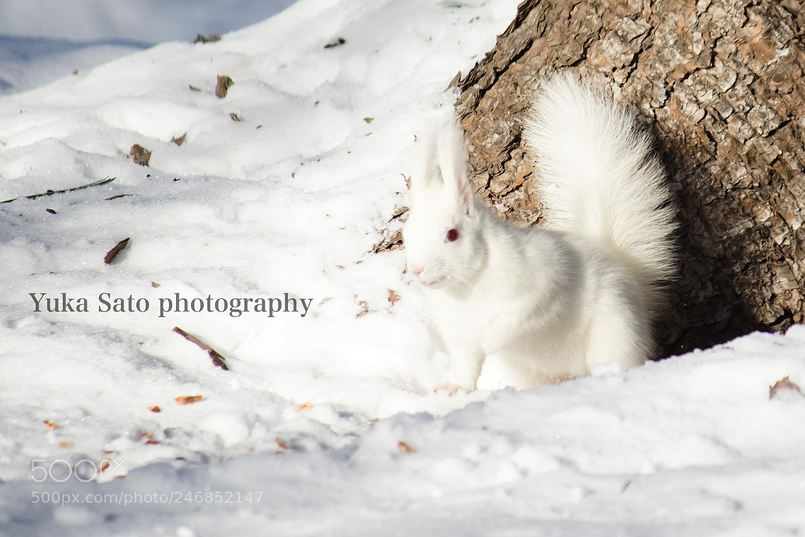 Sony a7R sample photo. しろリス photography