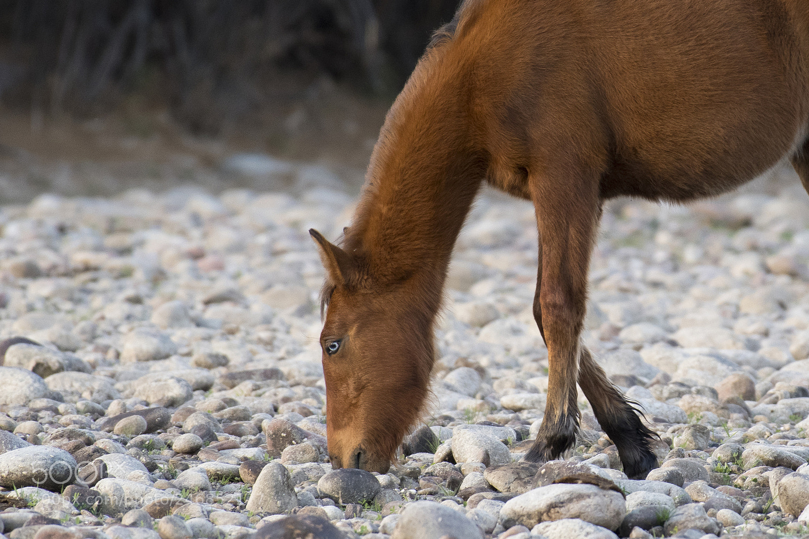 Nikon D500 sample photo. Wild horses!! photography