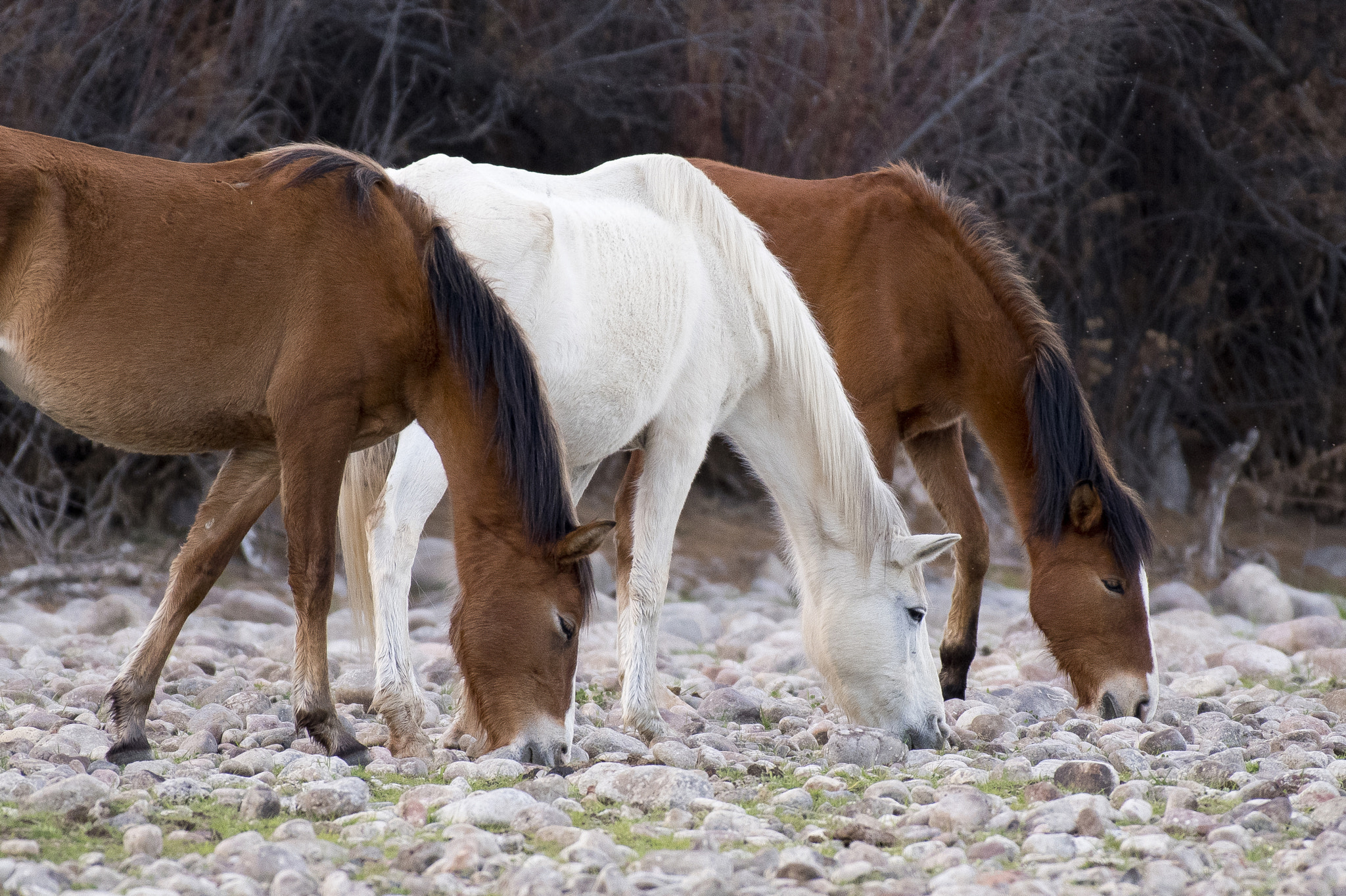 Wild Horses!!