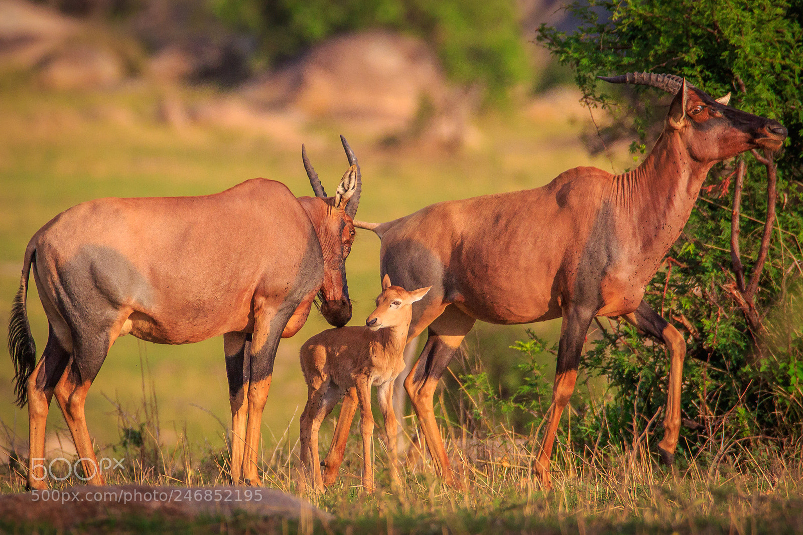 Canon EOS 7D Mark II sample photo. Tanzania - serengeti photography