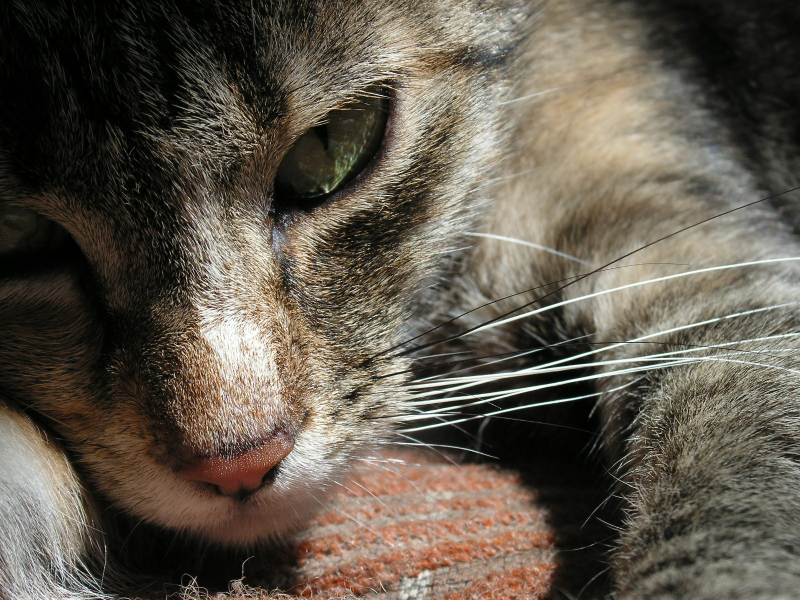 KONICA MINOLTA DiMAGE Z20 sample photo. Cat photography