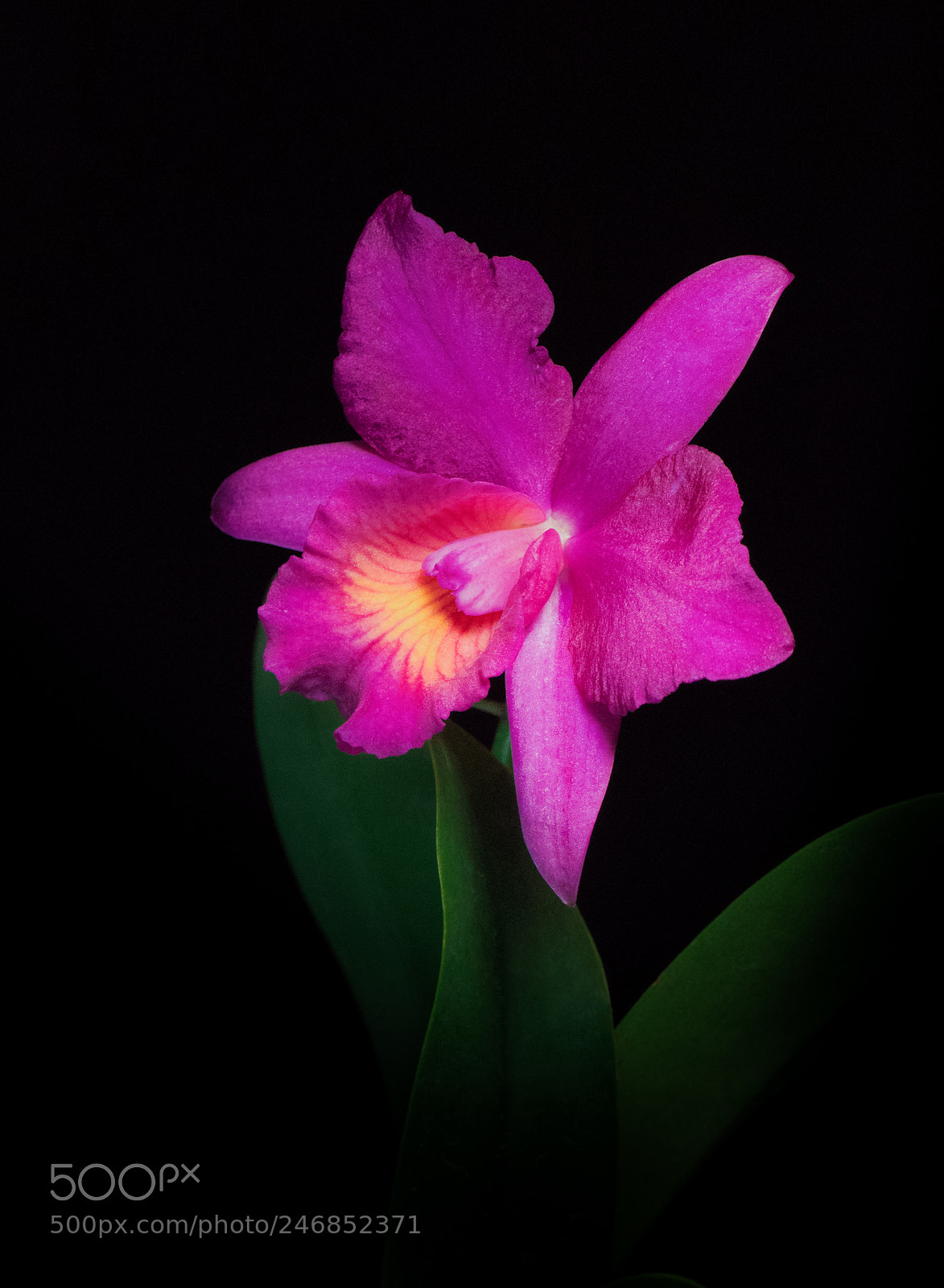 Olympus OM-D E-M1 Mark II sample photo. Olympus digital camera photography