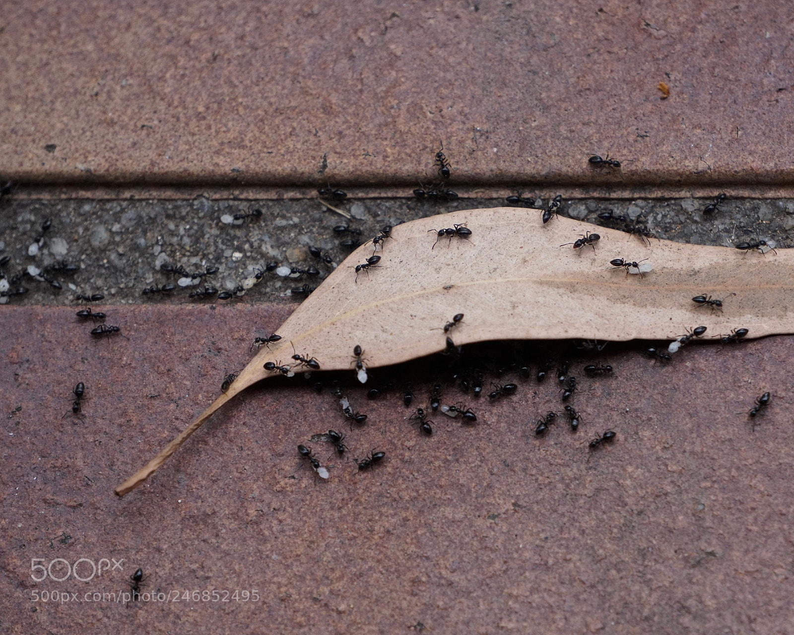 Sony a6500 sample photo. Preparing for the rain photography