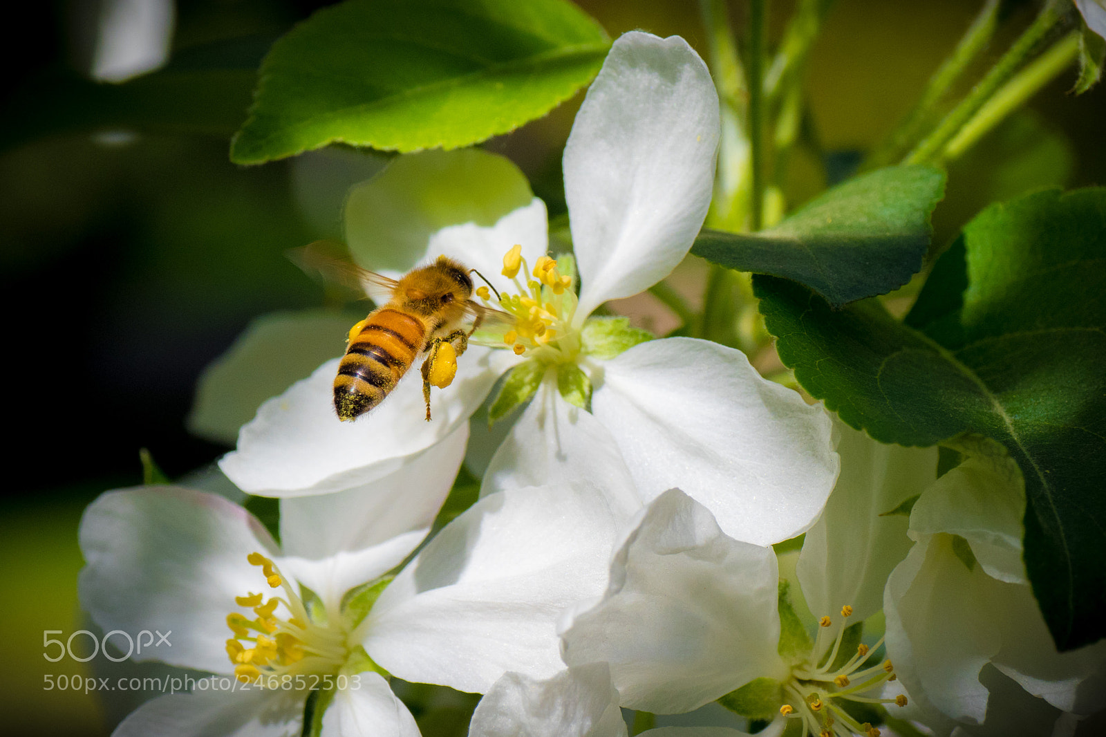 Olympus OM-D E-M1 Mark II sample photo. Olympus digital camera photography