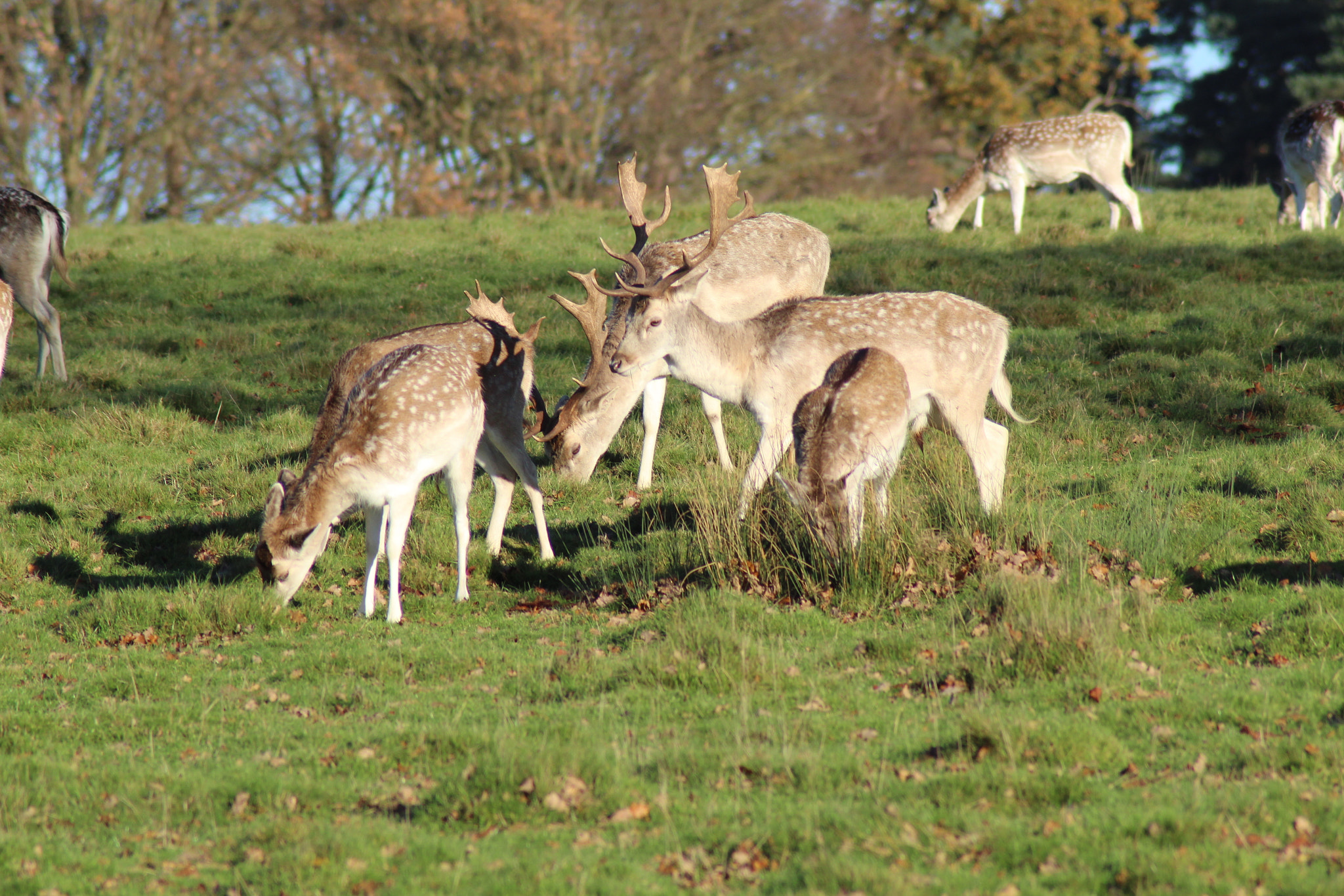 Canon EOS 1300D (EOS Rebel T6 / EOS Kiss X80) sample photo. Fallow deer photography