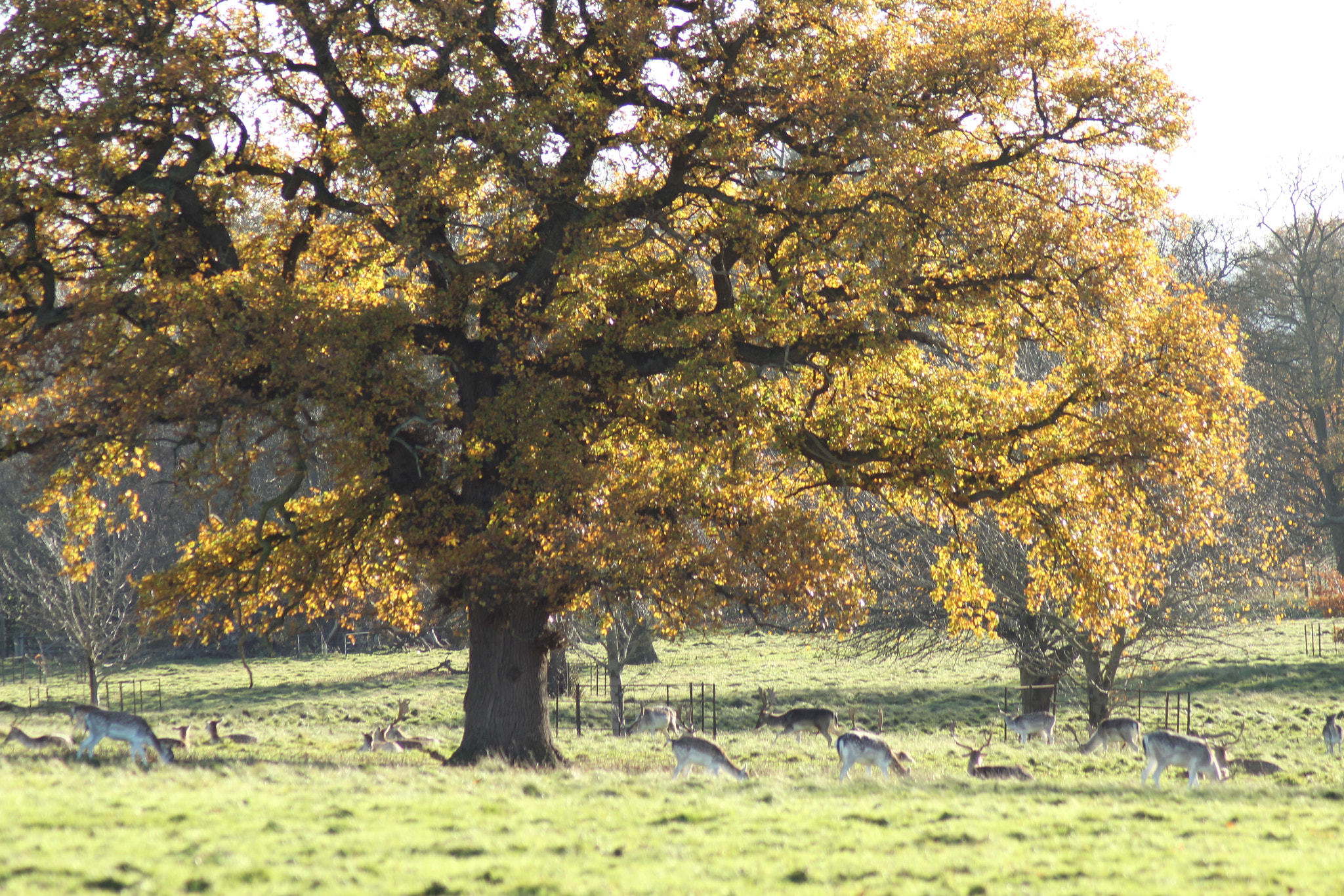 Canon EOS 1300D (EOS Rebel T6 / EOS Kiss X80) sample photo. The big tree photography