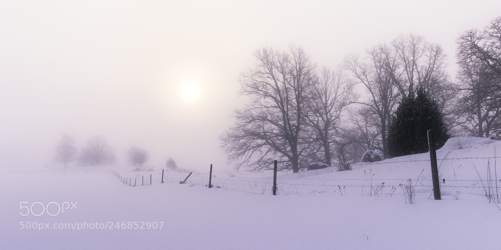 Canon EOS 750D (EOS Rebel T6i / EOS Kiss X8i) sample photo. Misty winter morning in photography