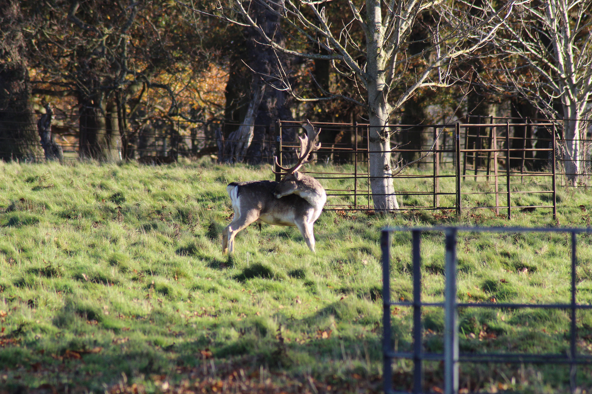 Canon EOS 1300D (EOS Rebel T6 / EOS Kiss X80) sample photo. The stag scratch photography