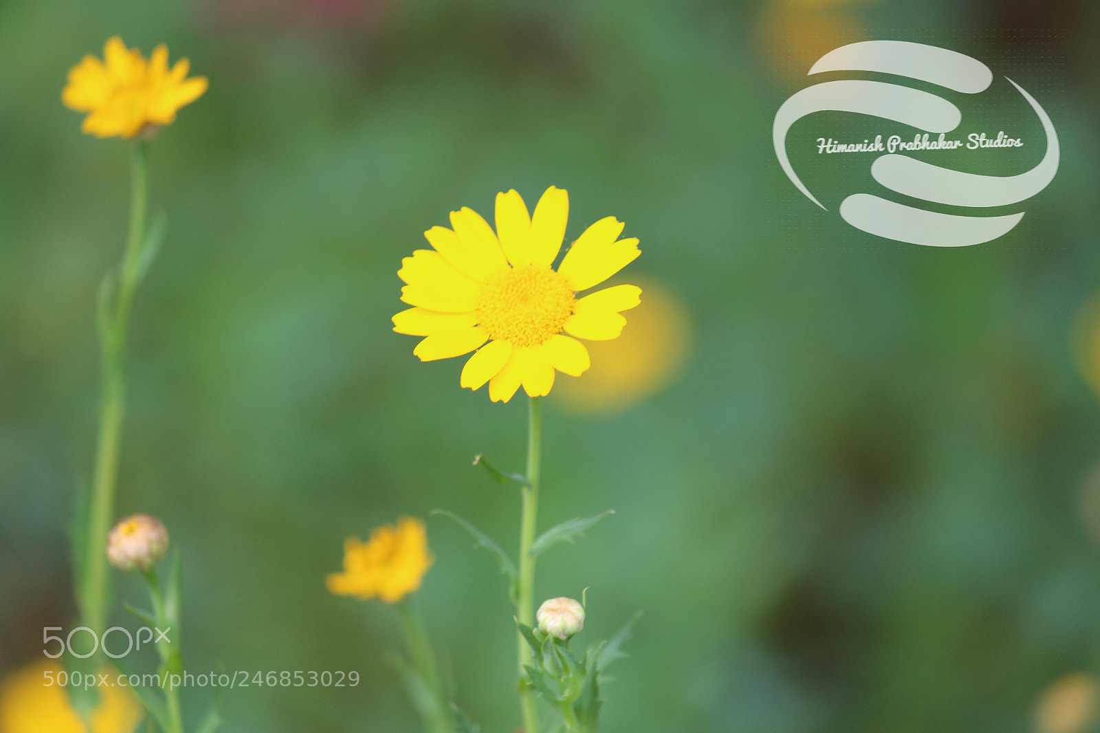 Canon EOS 700D (EOS Rebel T5i / EOS Kiss X7i) sample photo. A standalone beauty photography