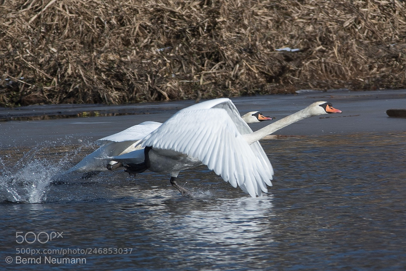 Nikon D7500 sample photo. Up up and away photography