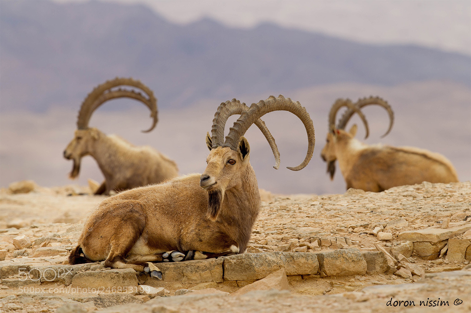 Canon EOS-1D Mark IV sample photo. Ibex photography