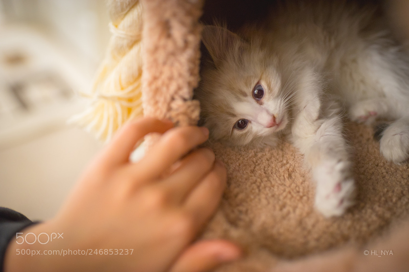 Sony a7 II sample photo. Cola cat first day photography