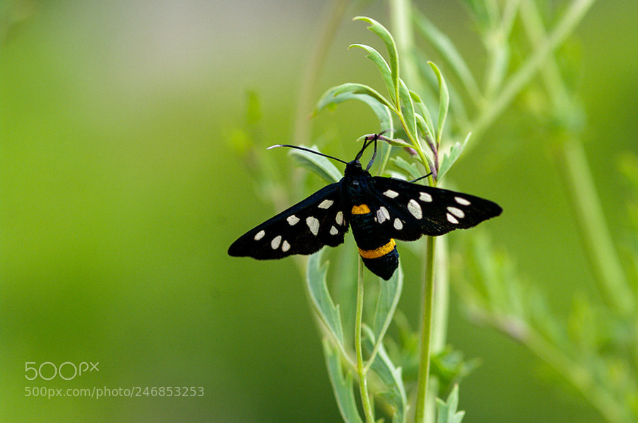 Pentax K20D sample photo. Natural photography