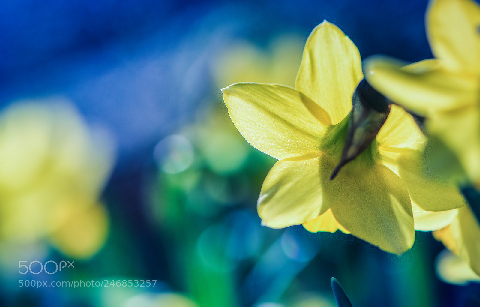 Nikon D850 sample photo. Company of spring photography