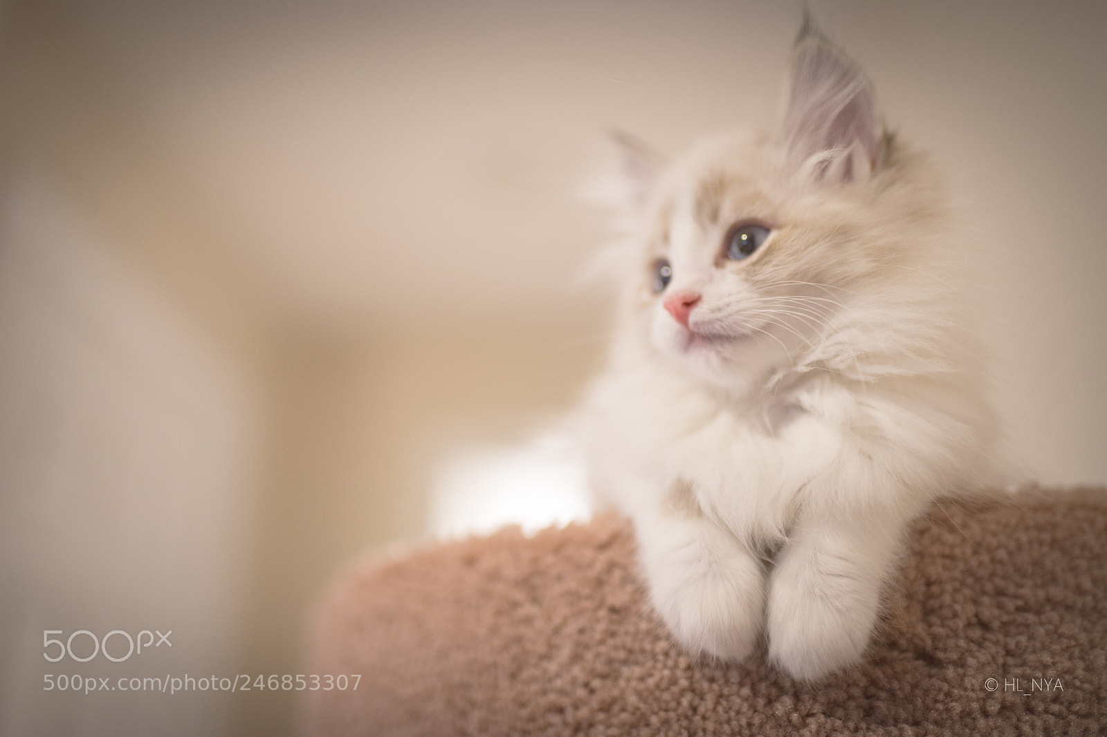 Sony a7 II sample photo. Cola cat photography