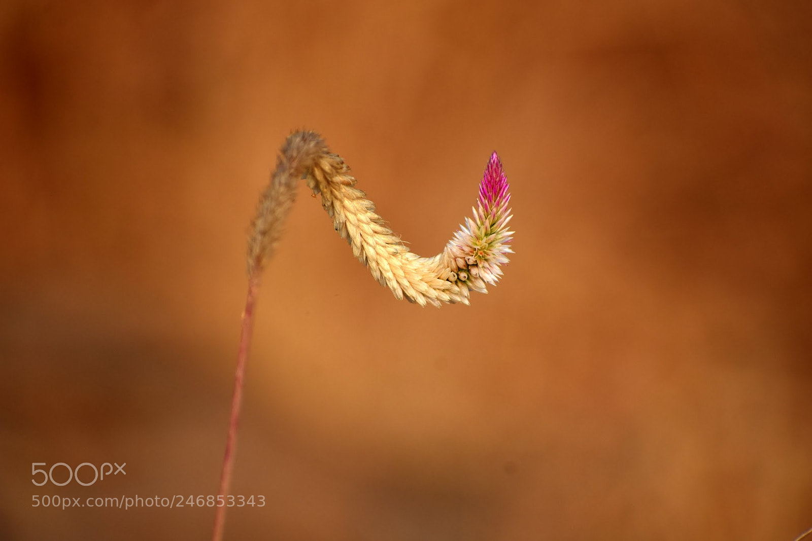 Nikon D7200 sample photo. Wild photography