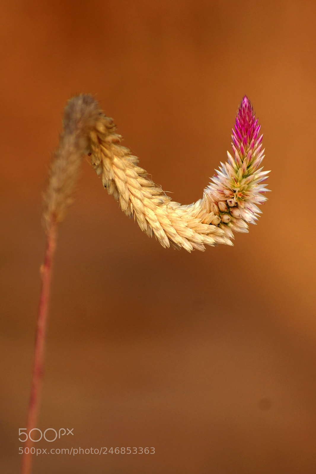 Nikon D7200 sample photo. Wild photography