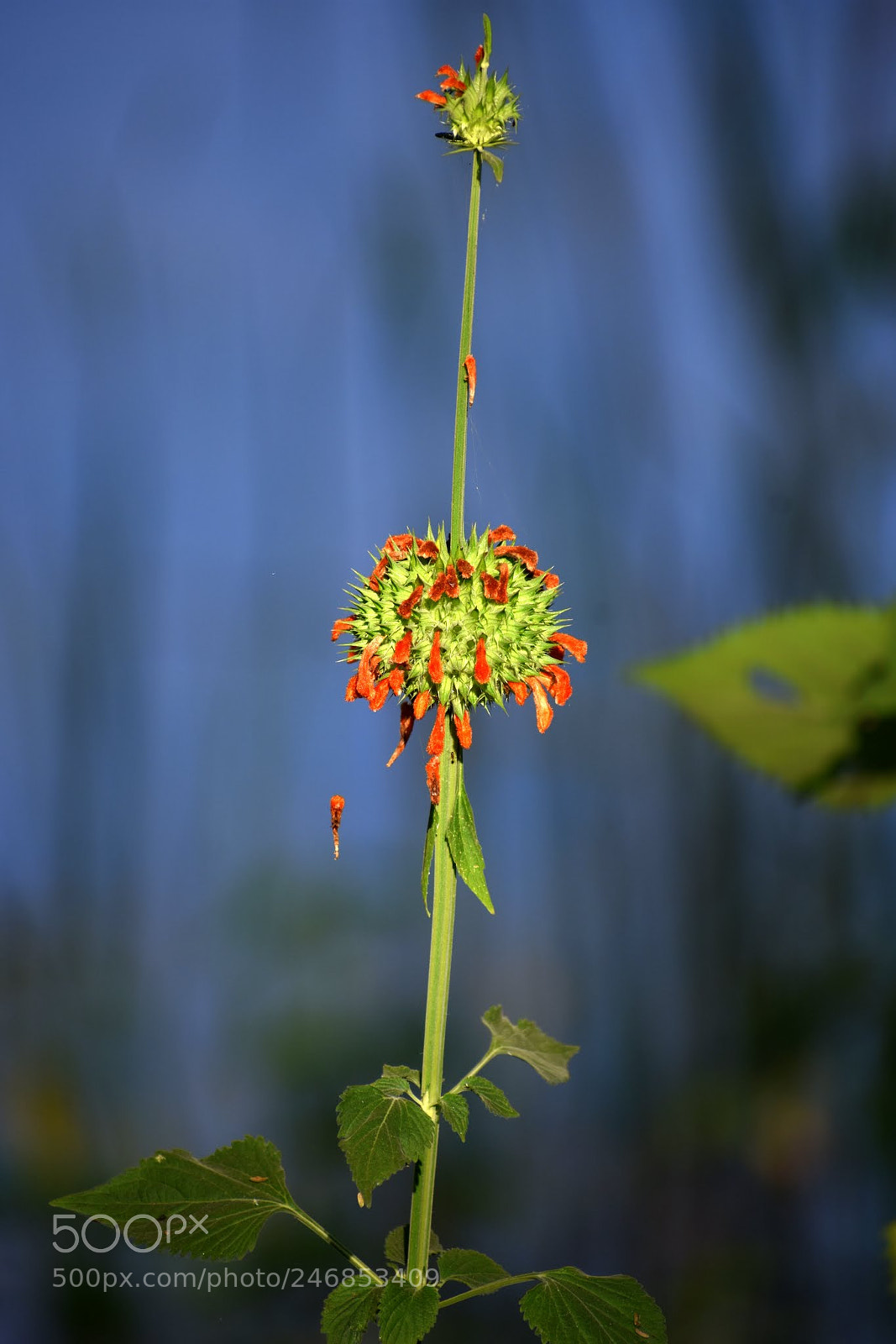Nikon D7200 sample photo. Fallen petal photography