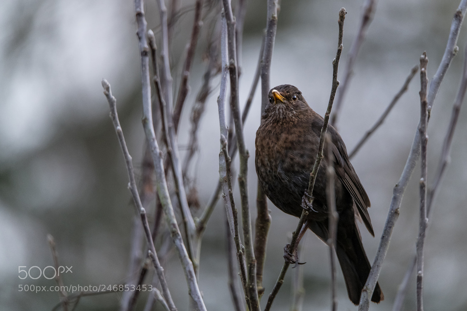 Nikon D850 sample photo. Fierce blackbird photography