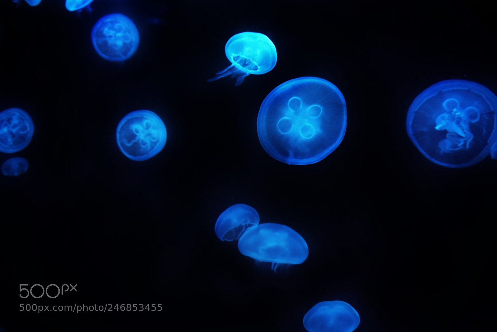 Sony a6300 sample photo. Dubai aquarium (after edit) photography