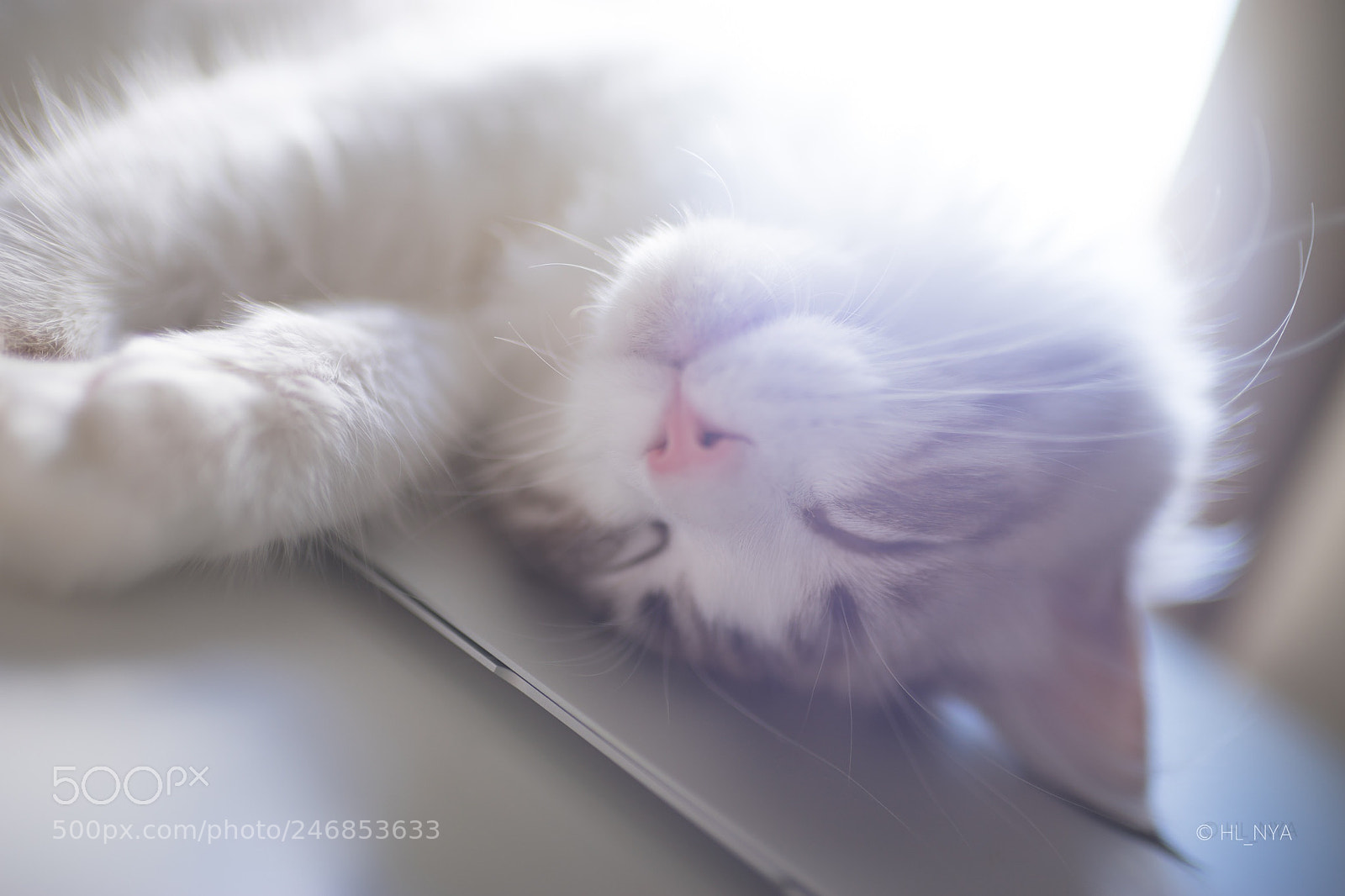 Sony a7 II sample photo. Sleepy kitty photography