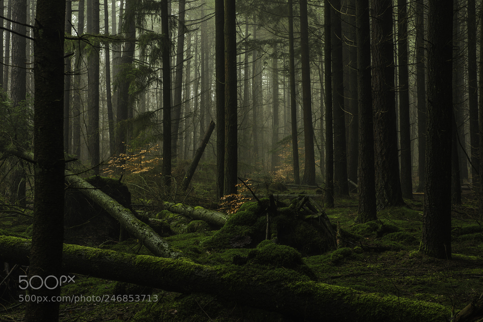 Nikon D800 sample photo. Forest 01 photography