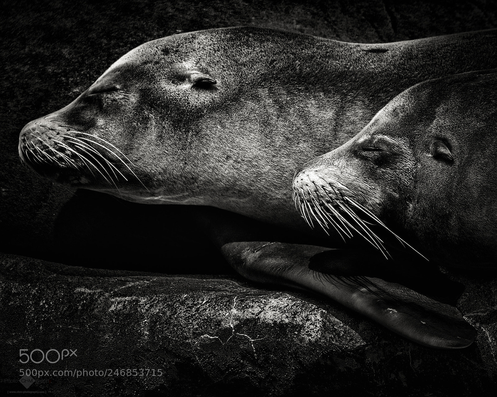 Nikon D7100 sample photo. Three seals photography
