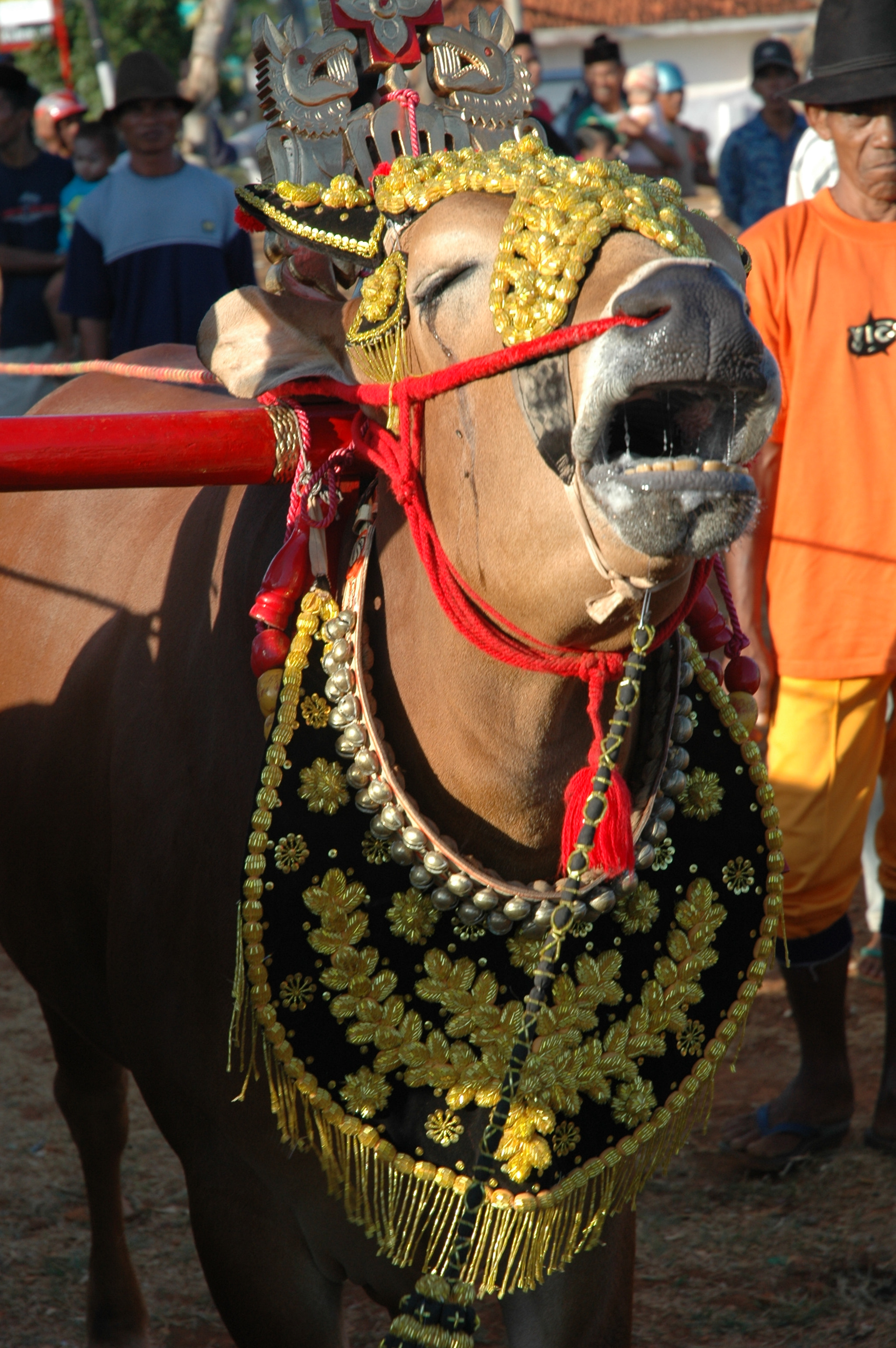 Nikon D70s sample photo. Indonesian bull racing photography