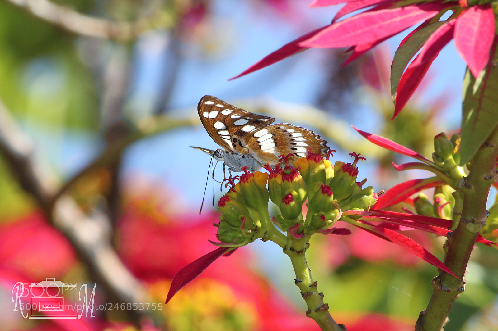 Canon EOS 600D (Rebel EOS T3i / EOS Kiss X5) sample photo. Butterfly enjoying the flower photography