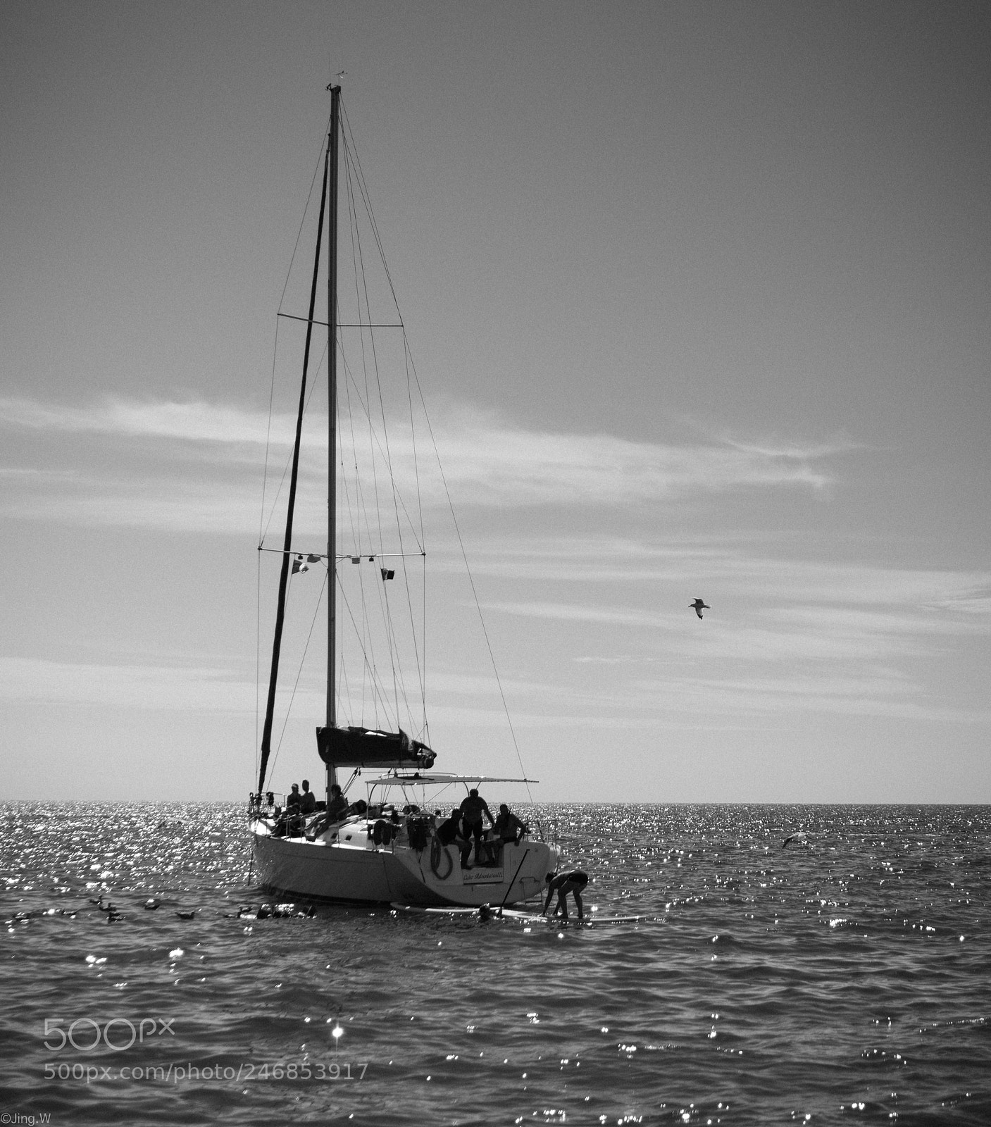 Sony a7R III sample photo. Sailing seagull photography